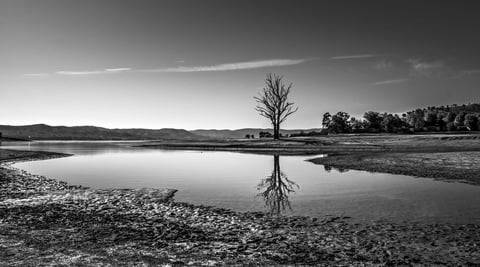 Bare tree reflected in still water of a flooded field, black and white landscape photograph