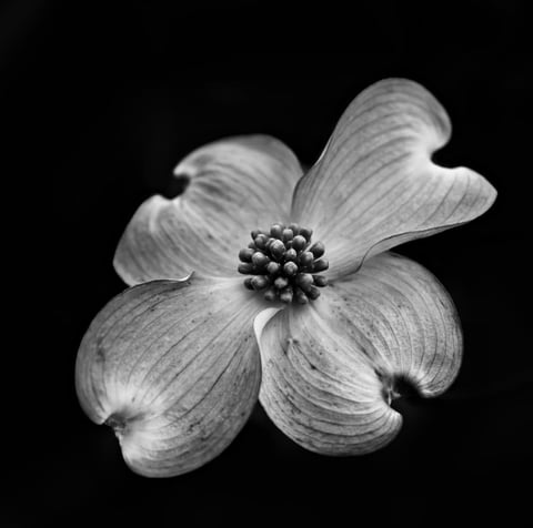 Black and white close-up of a four-petaled flower with detailed texture and prominent central stamen cluster against dark background